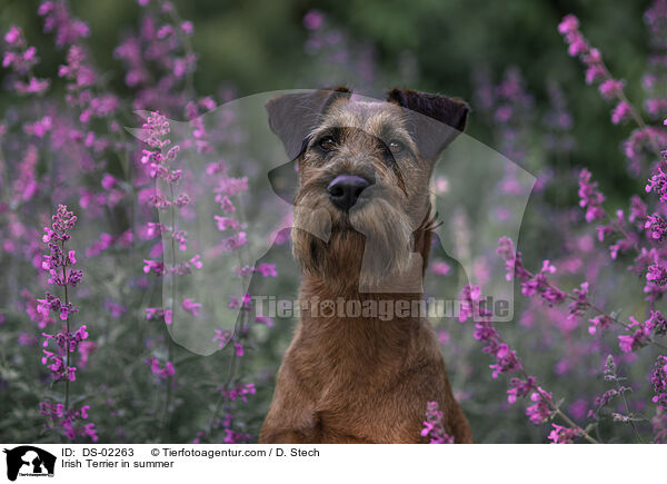 Irish Terrier in summer / DS-02263
