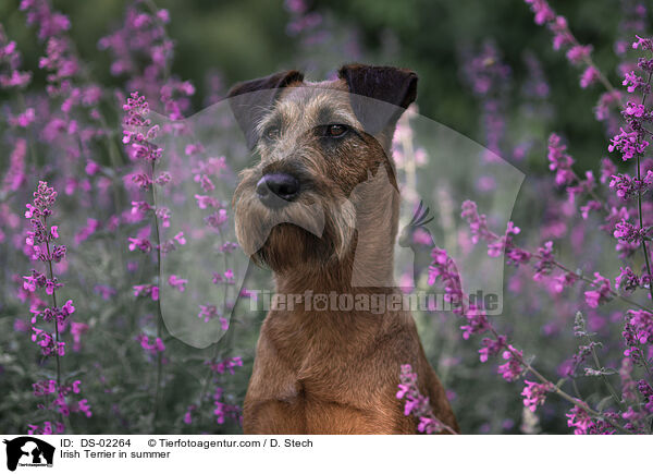 Irish Terrier in summer / DS-02264