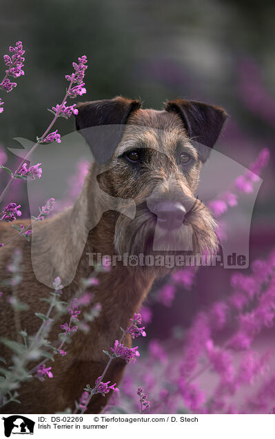 Irish Terrier in summer / DS-02269