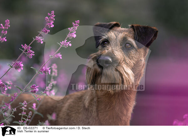 Irish Terrier im Sommer / Irish Terrier in summer / DS-02271