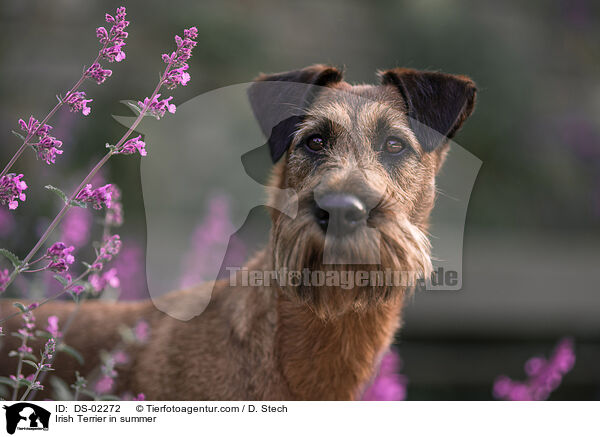 Irish Terrier im Sommer / Irish Terrier in summer / DS-02272