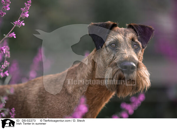 Irish Terrier im Sommer / Irish Terrier in summer / DS-02273