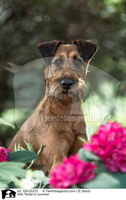 Irish Terrier in summer / DS-02275