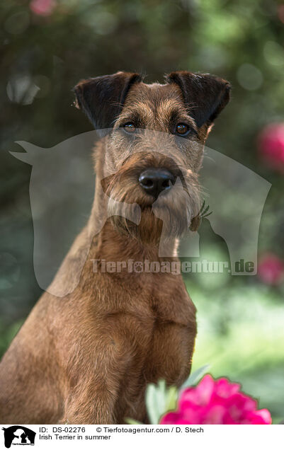 Irish Terrier im Sommer / Irish Terrier in summer / DS-02276