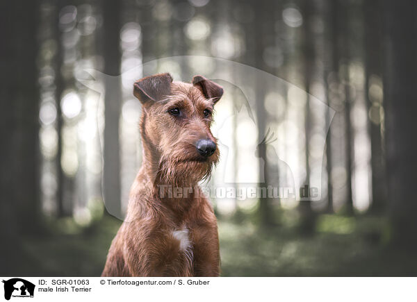 Irish Terrier Rde / male Irish Terrier / SGR-01063
