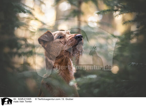 Irish Terrier Rde / male Irish Terrier / SGR-01065