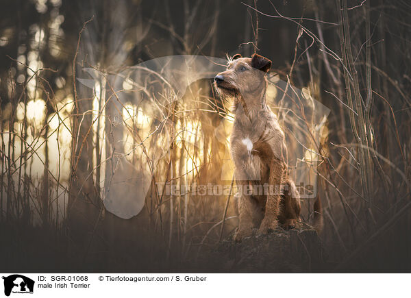 male Irish Terrier / SGR-01068