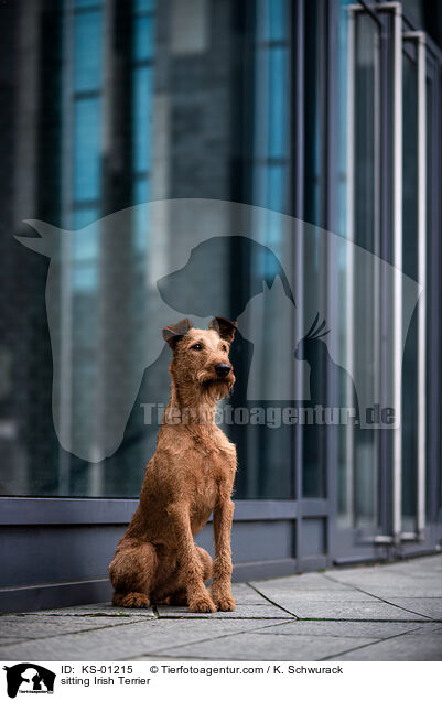 sitting Irish Terrier / KS-01215