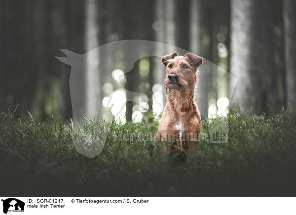 Irish Terrier Rde / male Irish Terrier / SGR-01217