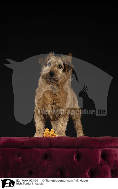 Irischer Terrier im Studio / Irish Terrier in studio / MAH-03194