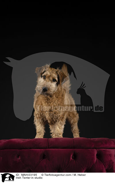 Irischer Terrier im Studio / Irish Terrier in studio / MAH-03195