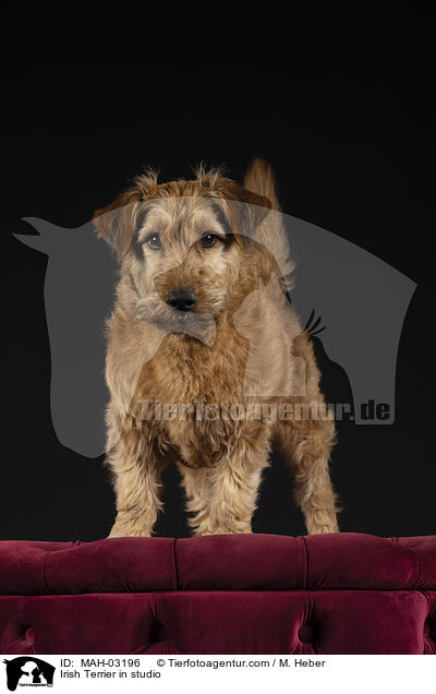 Irischer Terrier im Studio / Irish Terrier in studio / MAH-03196