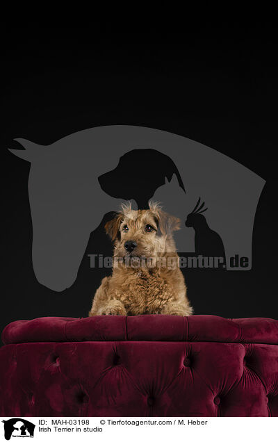 Irischer Terrier im Studio / Irish Terrier in studio / MAH-03198