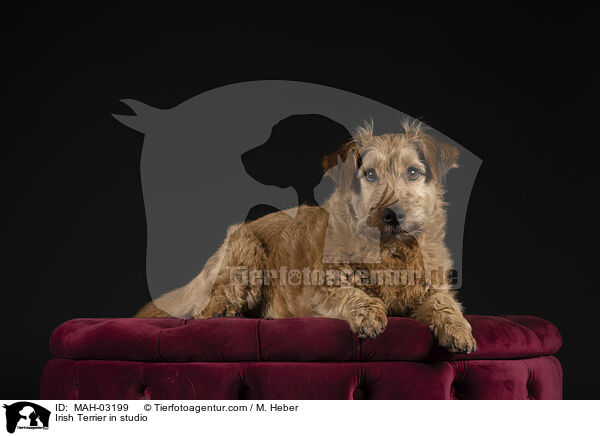 Irischer Terrier im Studio / Irish Terrier in studio / MAH-03199