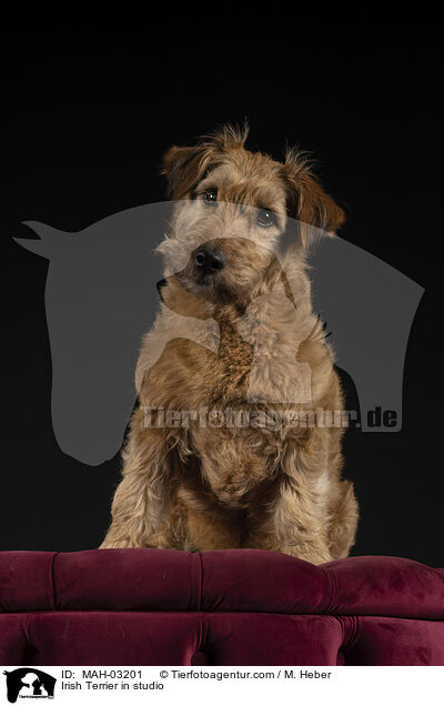 Irischer Terrier im Studio / Irish Terrier in studio / MAH-03201