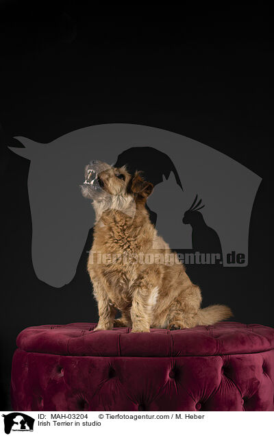 Irischer Terrier im Studio / Irish Terrier in studio / MAH-03204