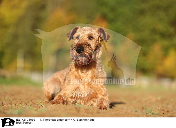 Irish Terrier / KB-08696