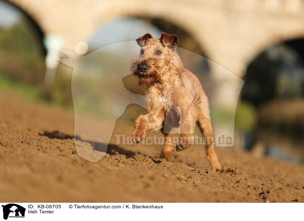Irish Terrier / KB-08705