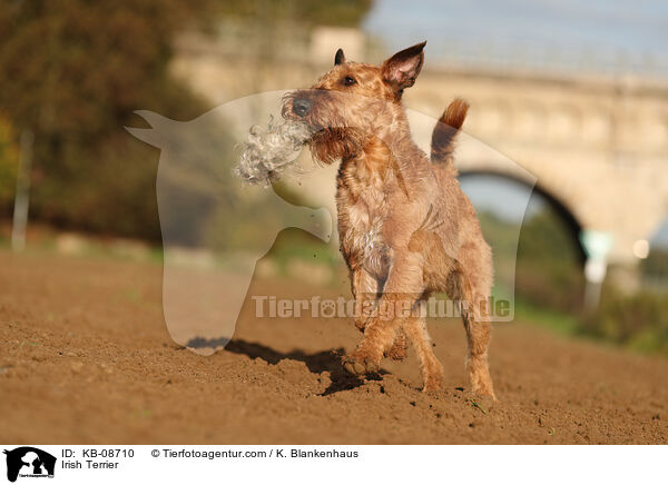 Irish Terrier / KB-08710