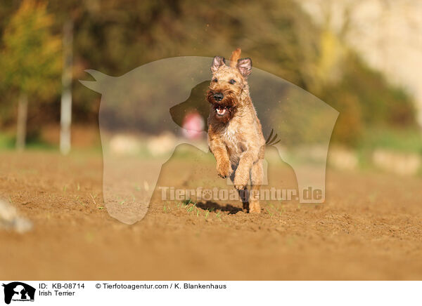 Irish Terrier / KB-08714