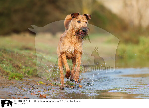 Irish Terrier / KB-08741