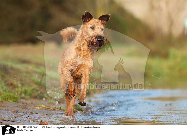 Irish Terrier / KB-08742