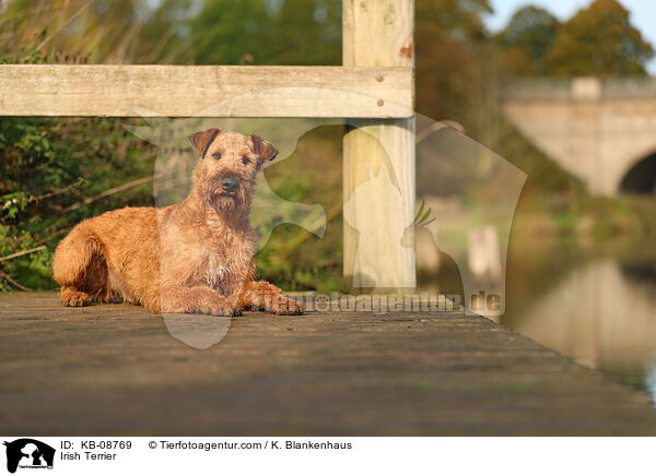 Irish Terrier / KB-08769