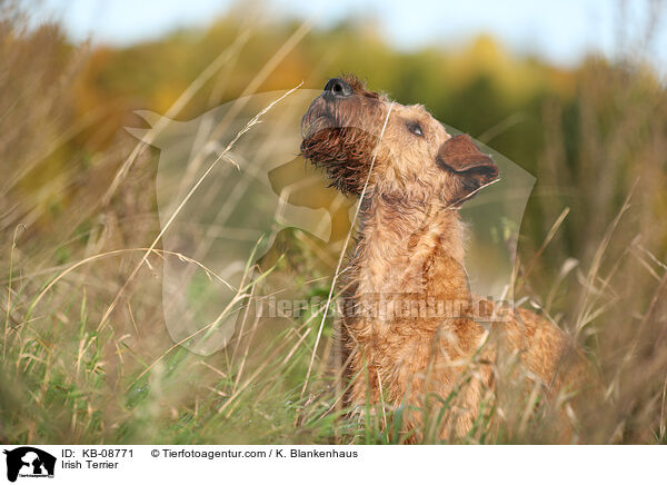 Irish Terrier / KB-08771