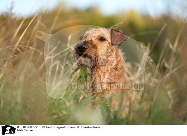 Irish Terrier / KB-08772