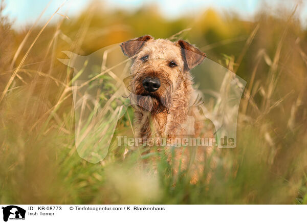 Irish Terrier / KB-08773