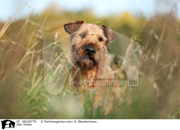 Irish Terrier / KB-08776