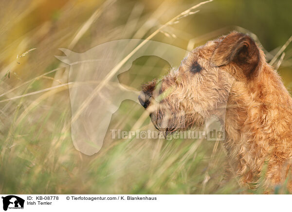 Irish Terrier / KB-08778