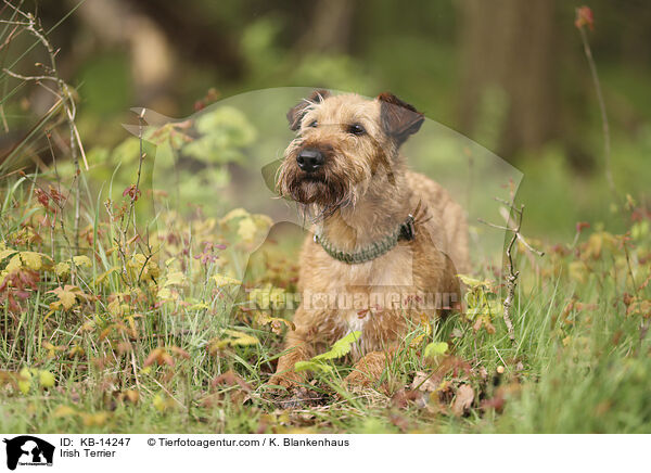 Irish Terrier / Irish Terrier / KB-14247