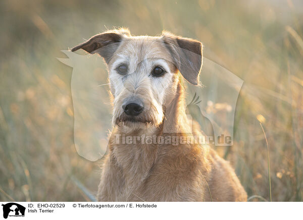 Irish Terrier / Irish Terrier / EHO-02529