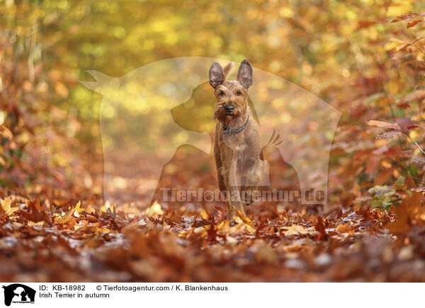 Irish Terrier in autumn / KB-18982