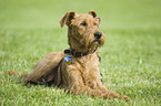 Irish Terrier