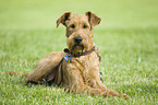 Irish Terrier