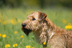 Irish Terrier Portrait