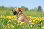 sitting Irish Terrier