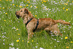 Irish Terrier on meadow