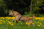 running Irish Terrier