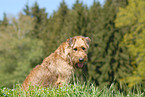 Irish Terrier