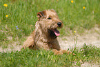 Irish Terrier