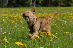 Irish Terrier