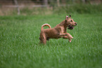 running Irish Terrier