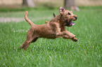 running Irish Terrier