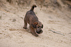 Irish Terrier puppy