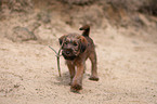 Irish Terrier