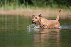 bathing Irish Terrier