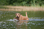 bathing Irish Terrier